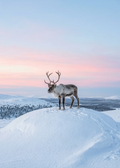 Poro Saariselkä